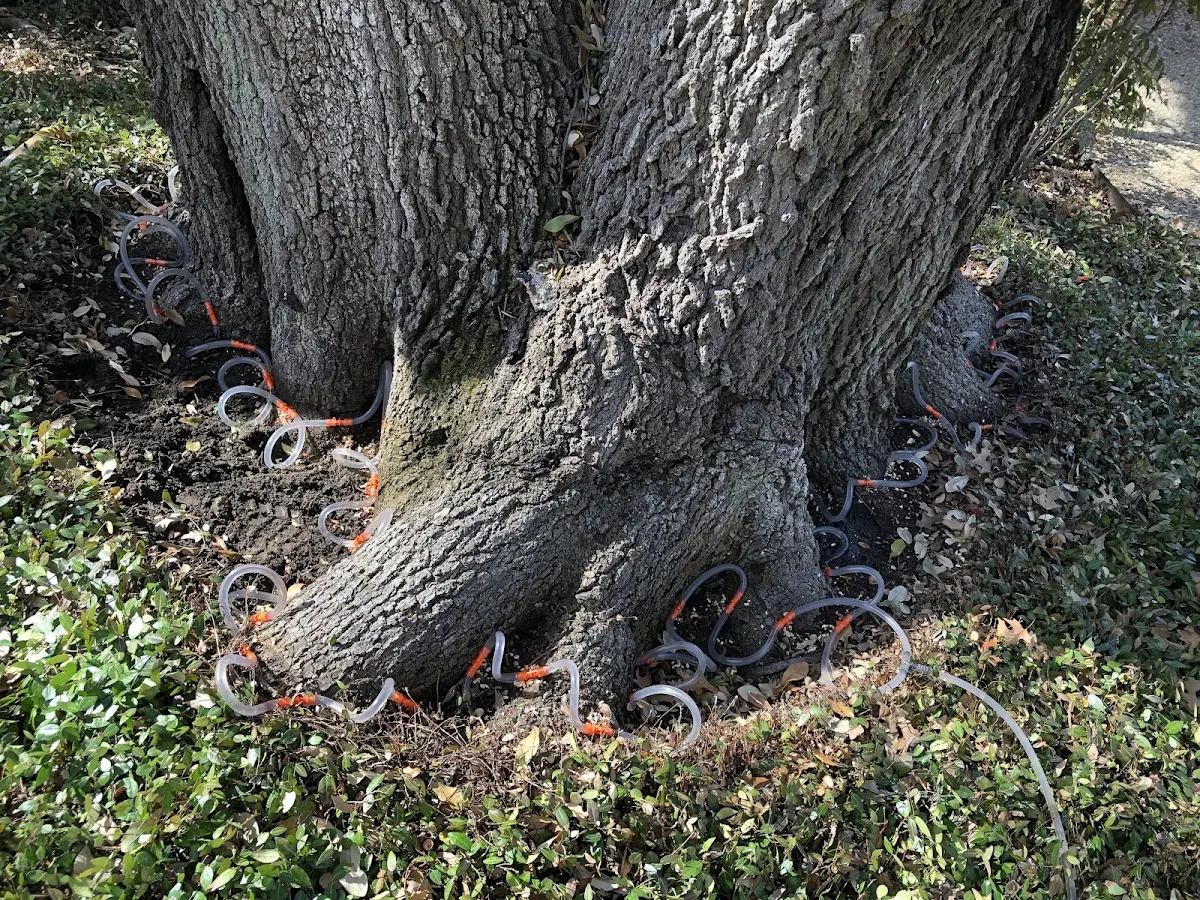 Detailed Tree Cabling and Bracing job site in Fairview Village