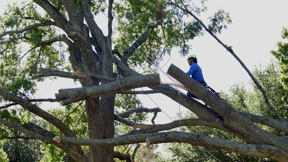 Professional Crown Thinning performed by certified arborists in Fairview Village