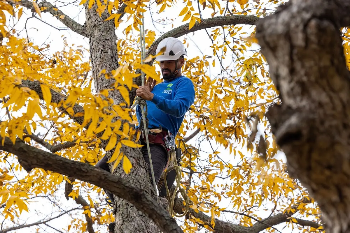 Skilled Tree Pruning crew working in Fairview Village