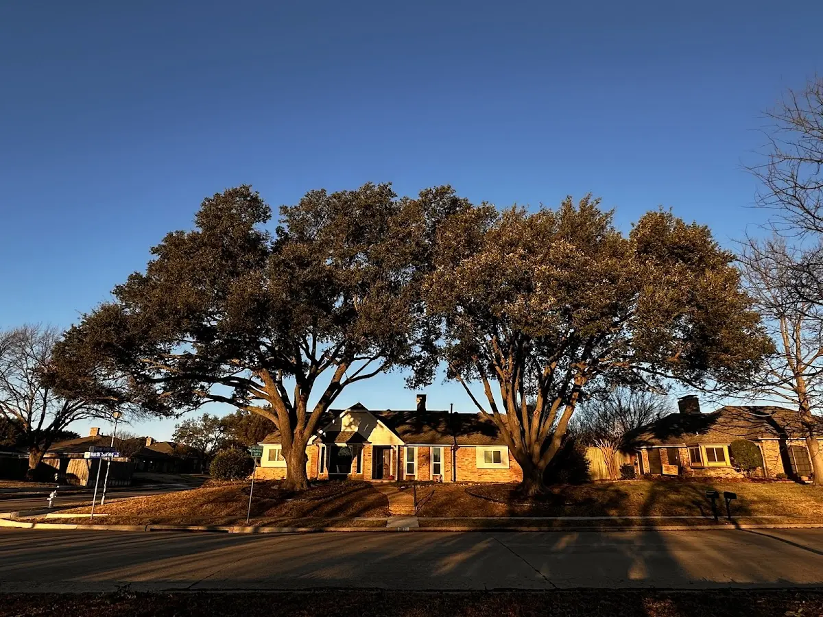 Established residential canopy tree shading a home in Fairview Village